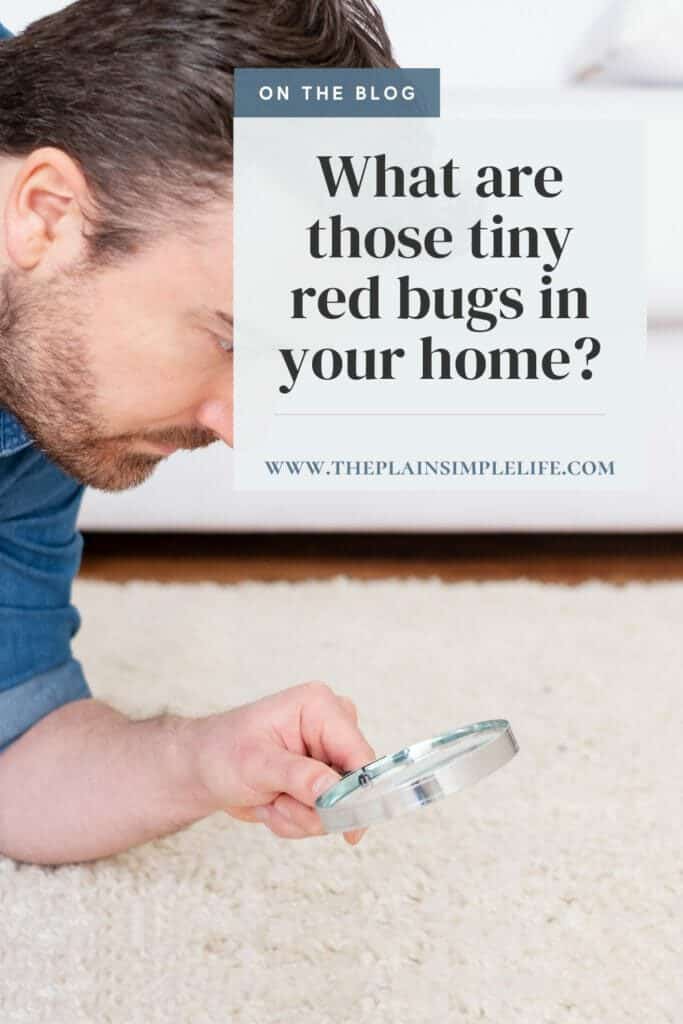 Tiny red bugs Pinterest Pin
